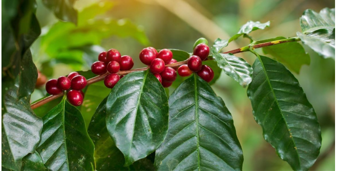 Cómo plantar y cultivar tu propio café en casa